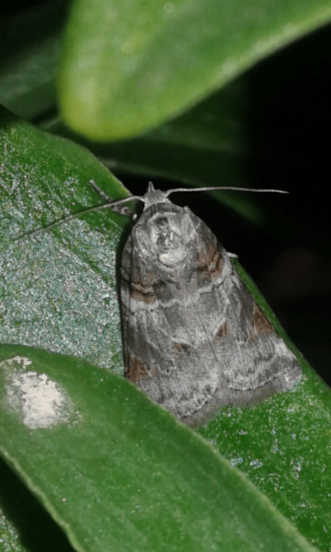 Nolidae: Garella musculana